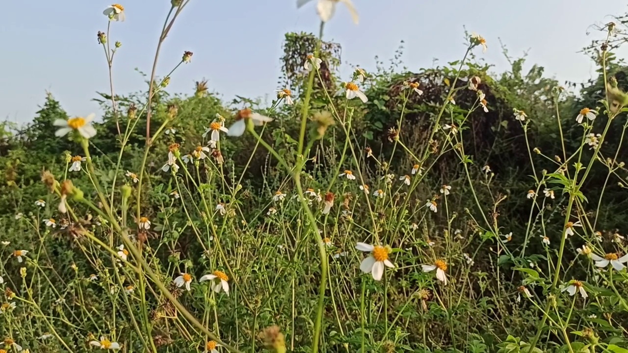 洋甘菊花卉视频素材