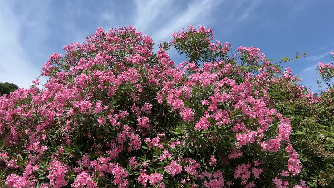 夹竹桃粉红色的花在蓝天上。视频素材