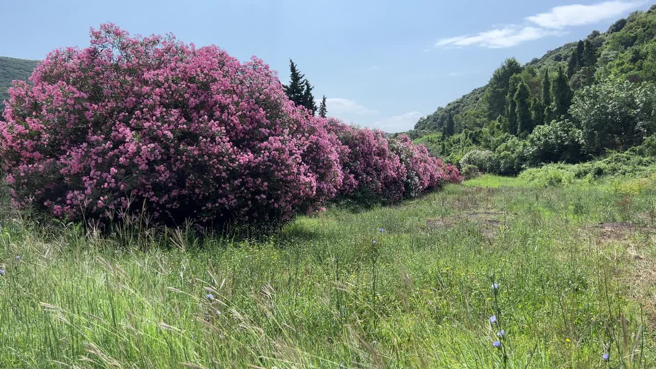 夹竹桃粉红色的花丛在草地上。视频素材