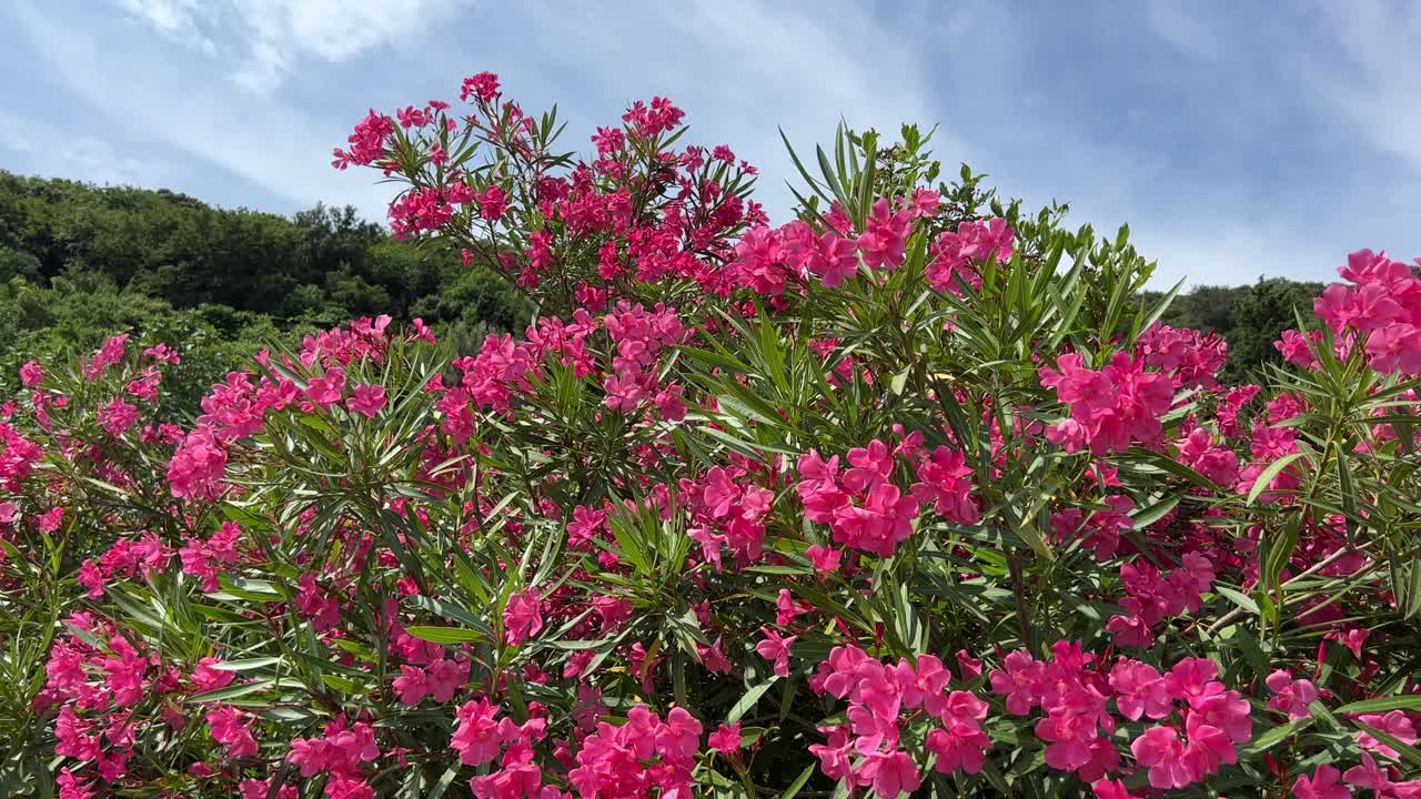 夹竹桃丛在花园里开着粉红色的花。视频素材