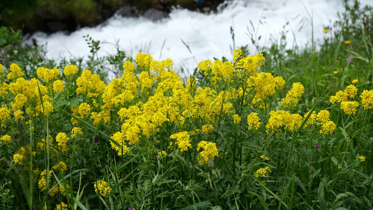 西西姆(西西姆奥地利)，法国上比利牛斯山脉巴斯坦山谷视频素材