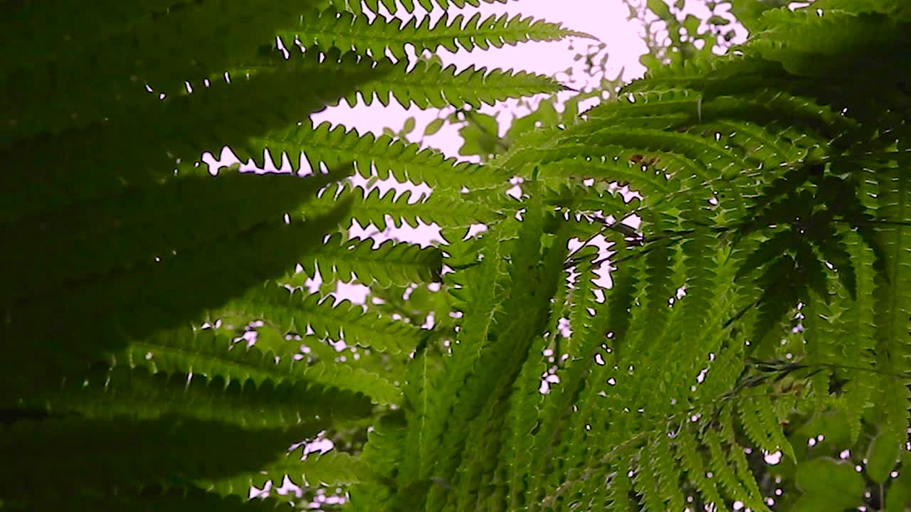 蕨类植物的叶子。微风和雨滴中的蕨类植物。蕨类植物的视频片段视频素材