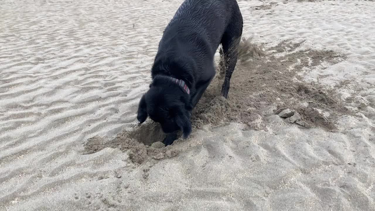 黑色拉布拉多猎犬在沙子里挖洞寻找他们的球——英国德文郡视频素材