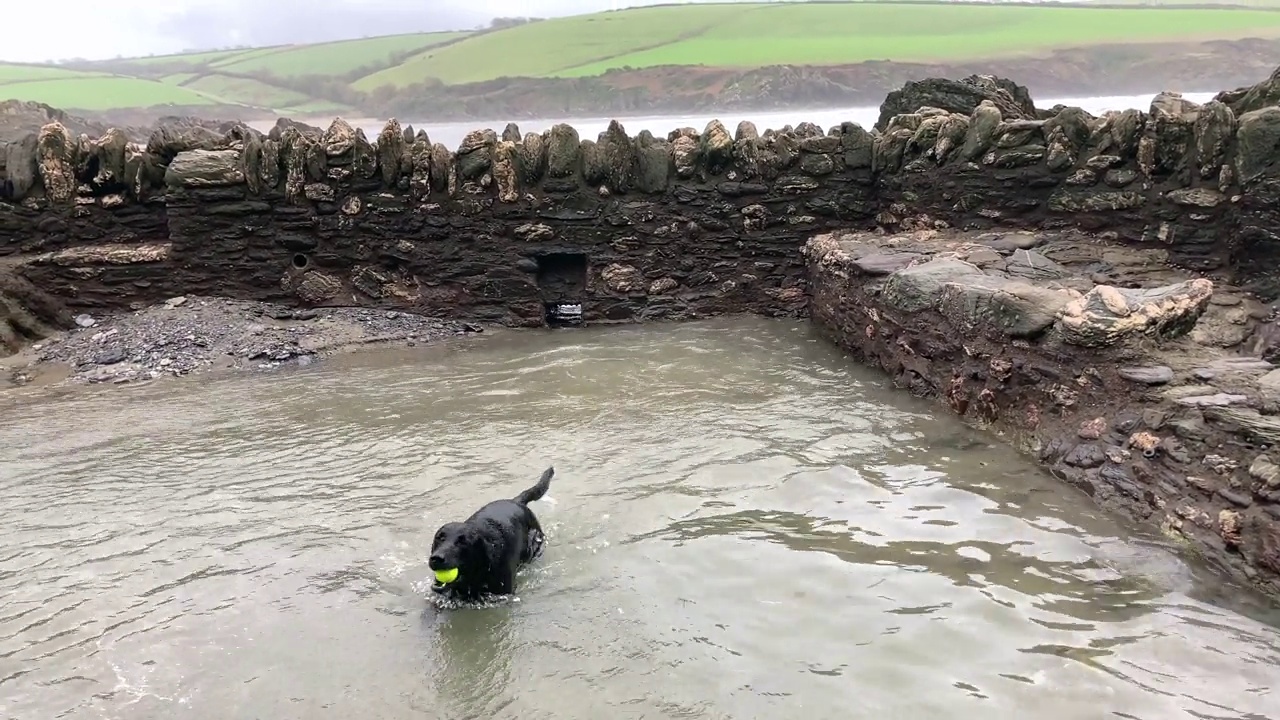 在英国德文郡的海滩上，一只黑色的拉布拉多犬跳入水中捡球视频素材