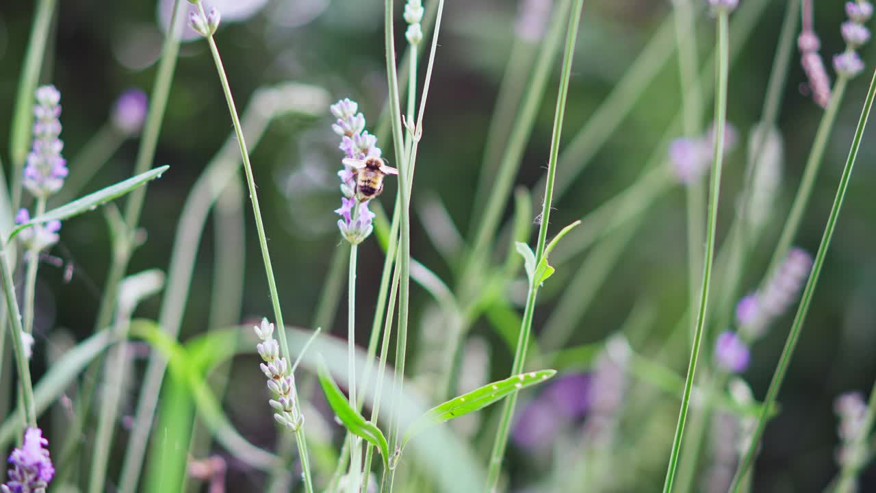 蜜蜂给熏衣草授粉。视频素材