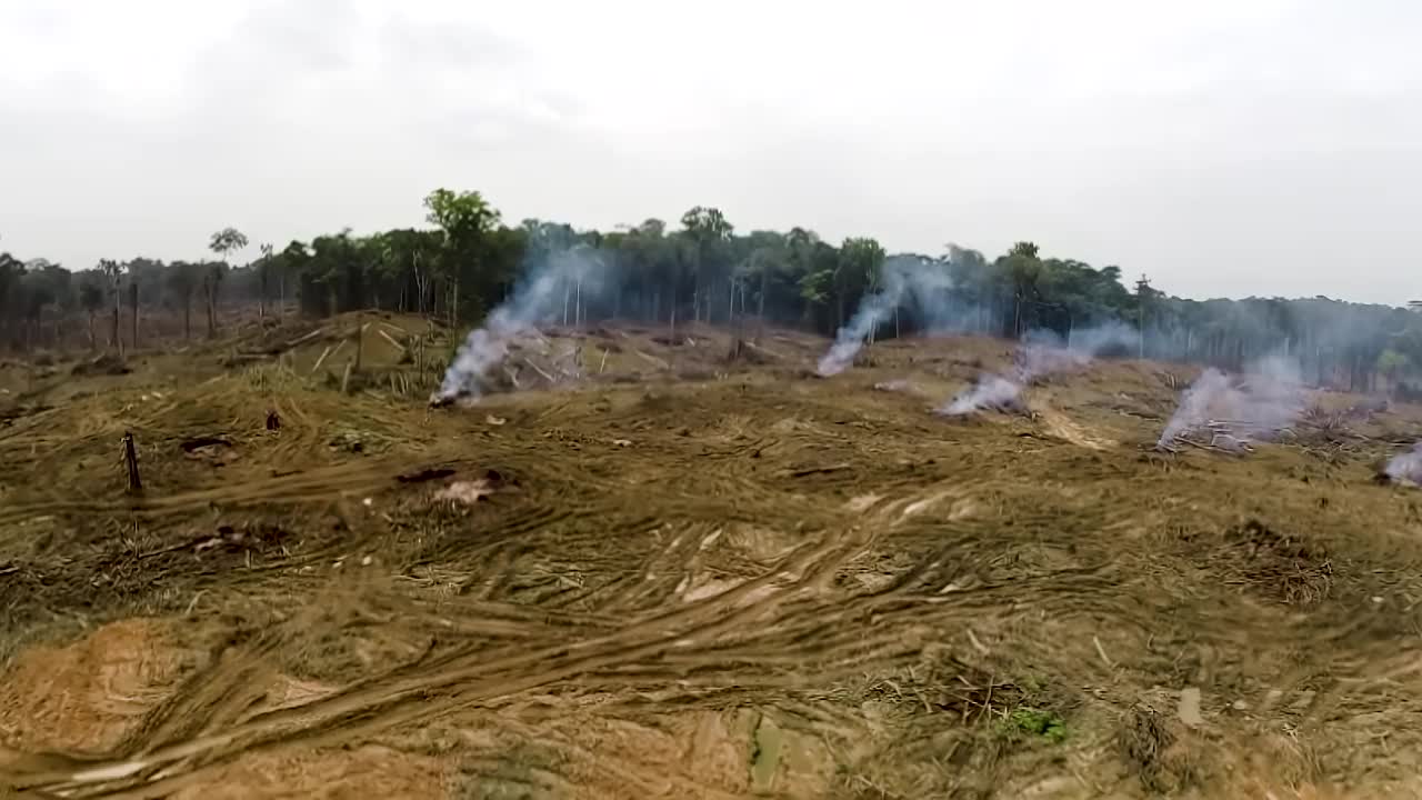 空中镜头。非洲赤道雨林中燃烧的树木。热带雨林的破坏视频素材