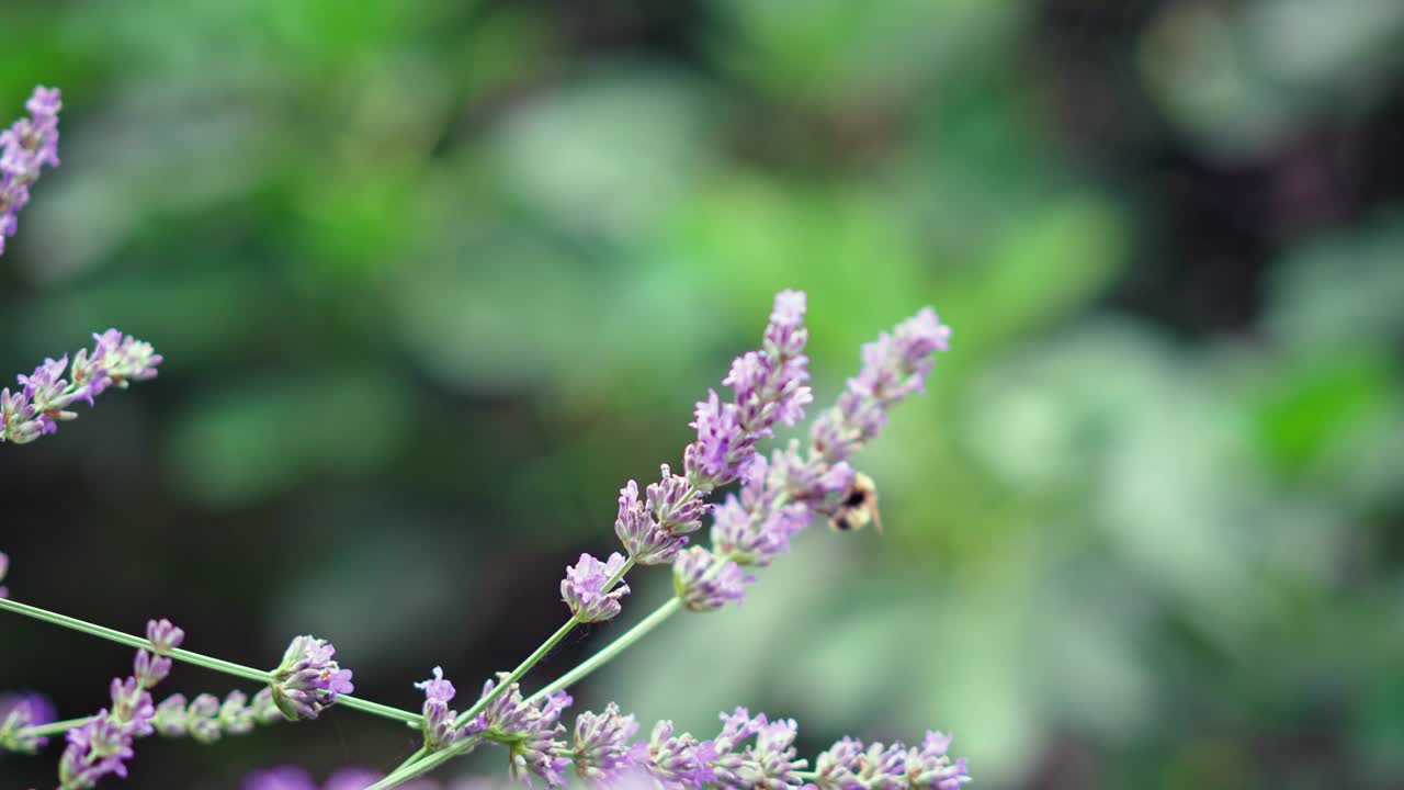 蜜蜂给熏衣草授粉。视频素材