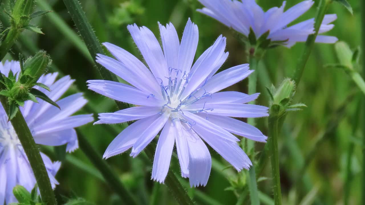 菊苣花视频素材