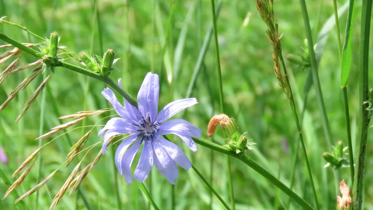 菊苣花视频素材