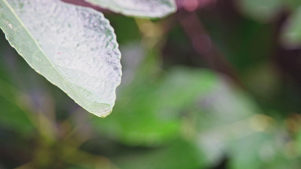 雨中一片清新的绿叶。视频素材