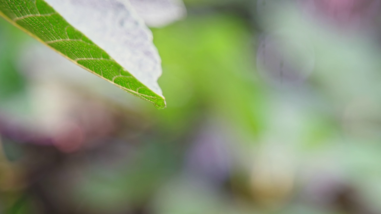 雨中一片清新的绿叶。视频素材