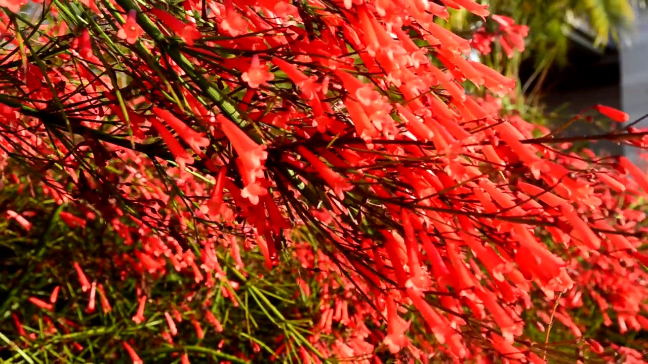 松叶牡丹(Penstemon pinifolius,Beardtongue)以红色花朵为自然背景。视频素材