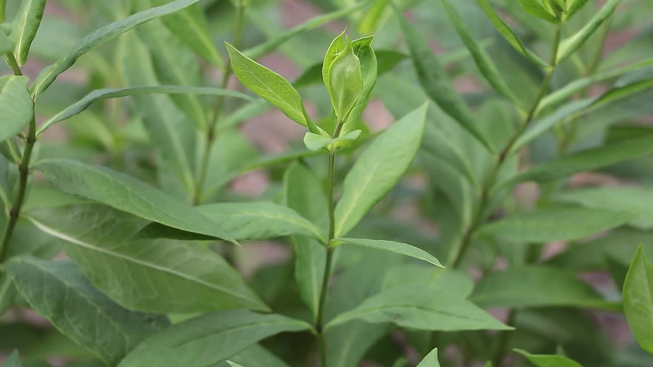 风的拥抱:夹竹桃摇曳的叶子视频素材