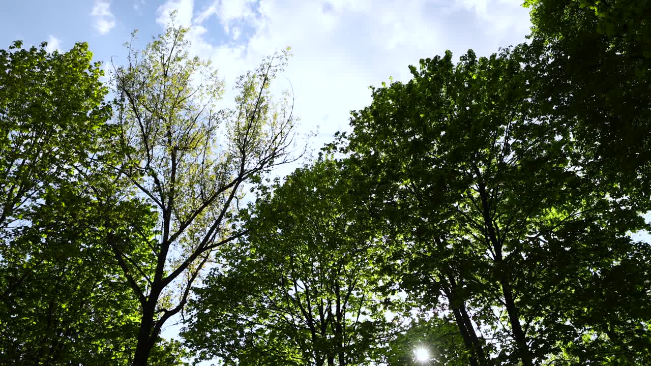 春日时节的松针长，近景中的松树视频素材