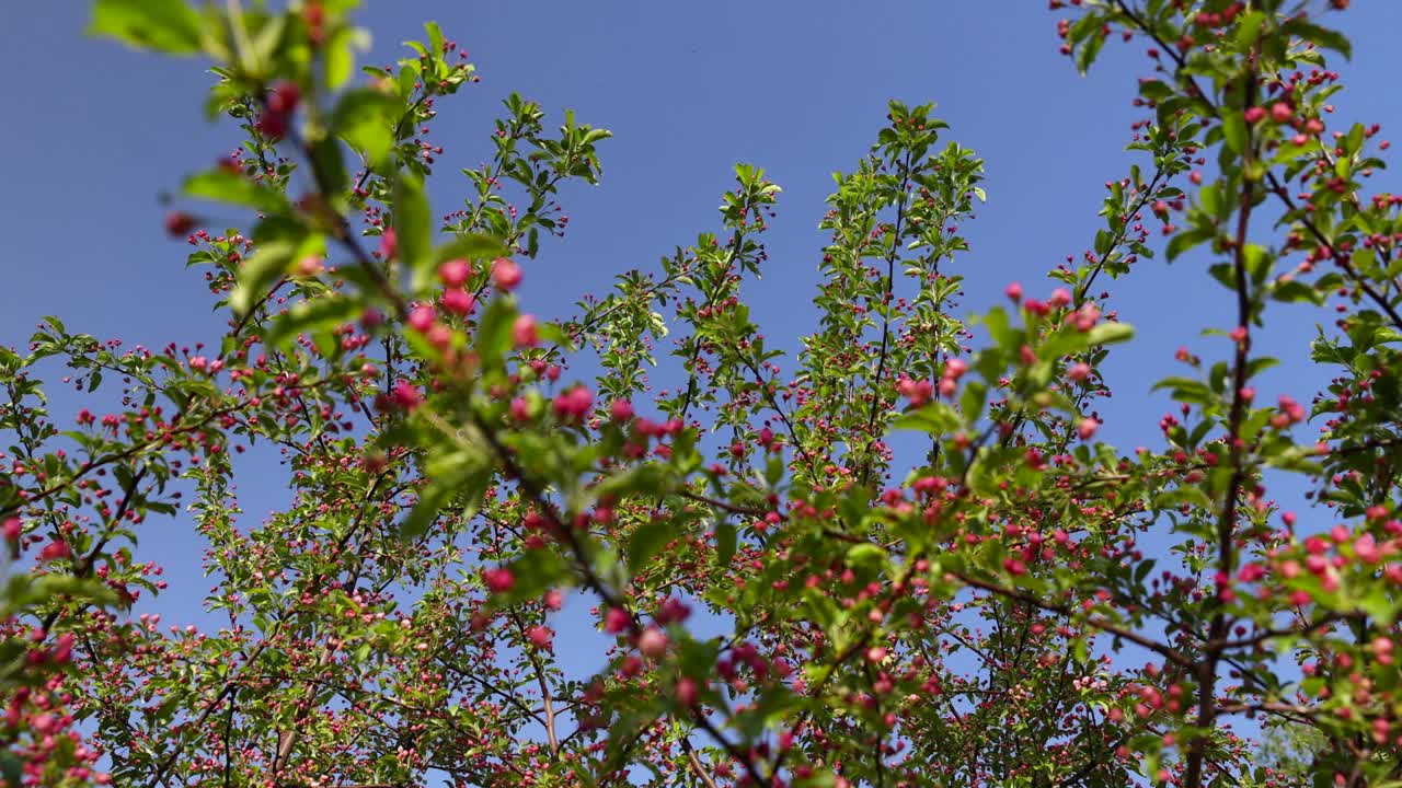 苹果树开花期间的绿色叶子和红色花朵视频素材