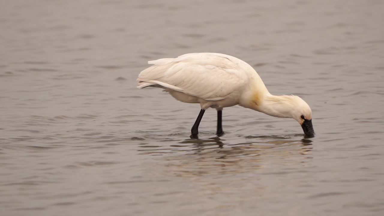 一只琵鹭(Platalea leucorodia)在浅水中摇晃并刷着羽毛觅食——慢动作视频素材