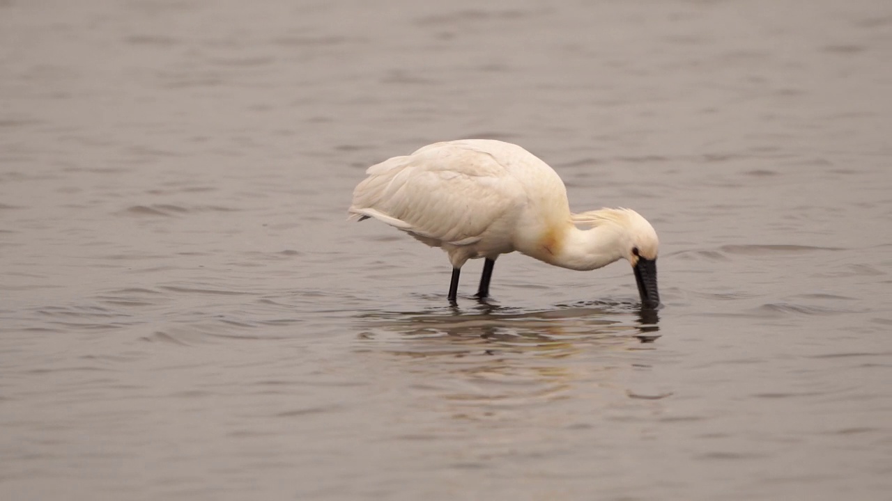 一只琵鹭(Platalea leucorodia)在浅水中觅食——慢动作视频素材