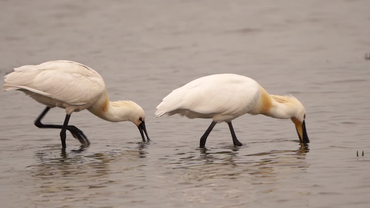 两只琵鹭(Platalea leucorodia)在浅水觅食-慢动作视频素材