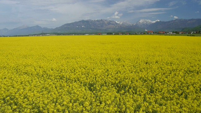 油菜田全景图视频素材