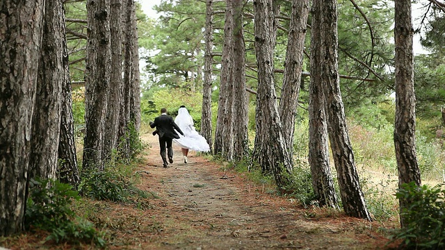 松树林里的新婚夫妇视频素材