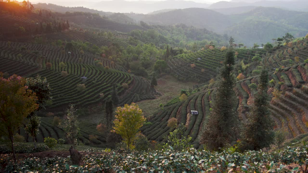 日出时的普洱茶种植园，中国云南视频下载