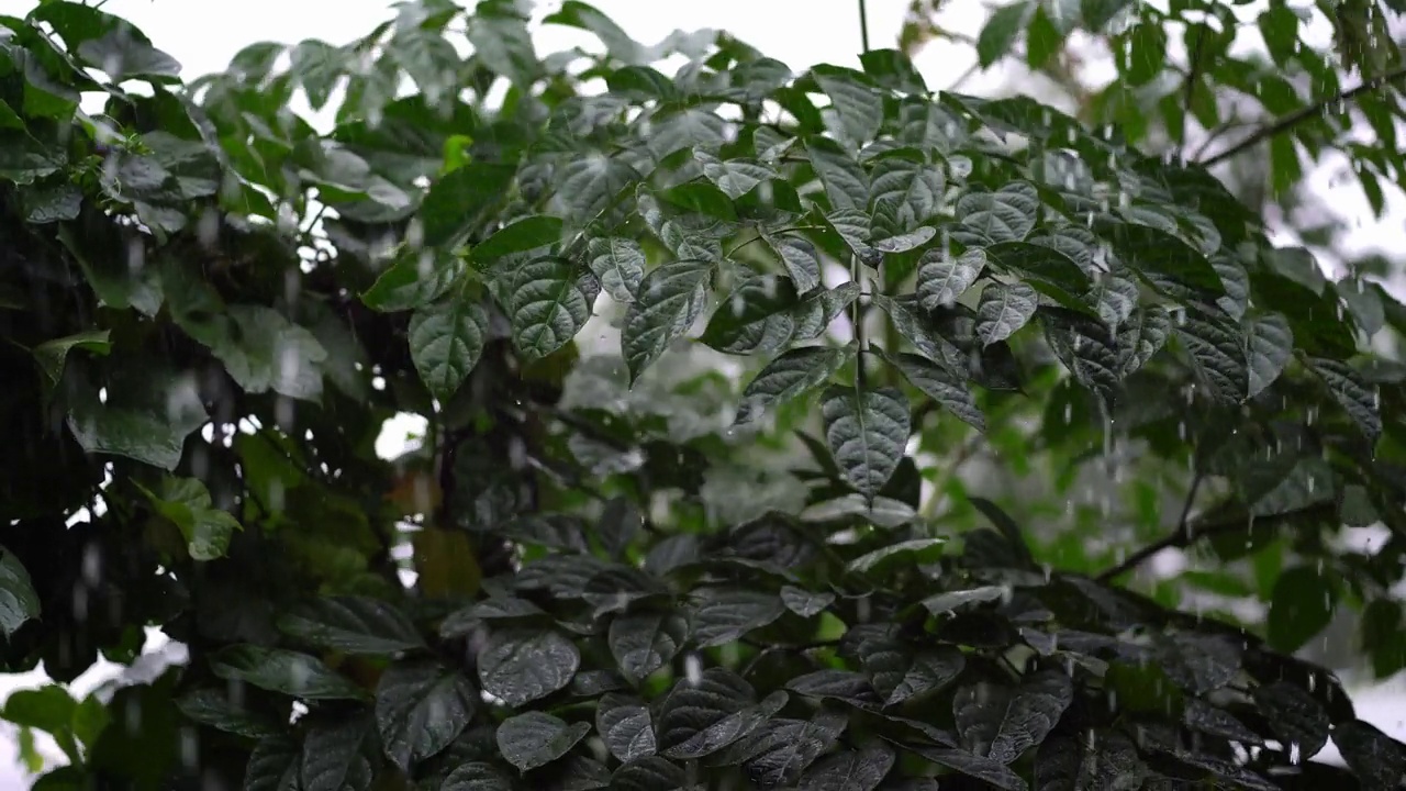 大雨落在树叶上，傍晚时分视频下载