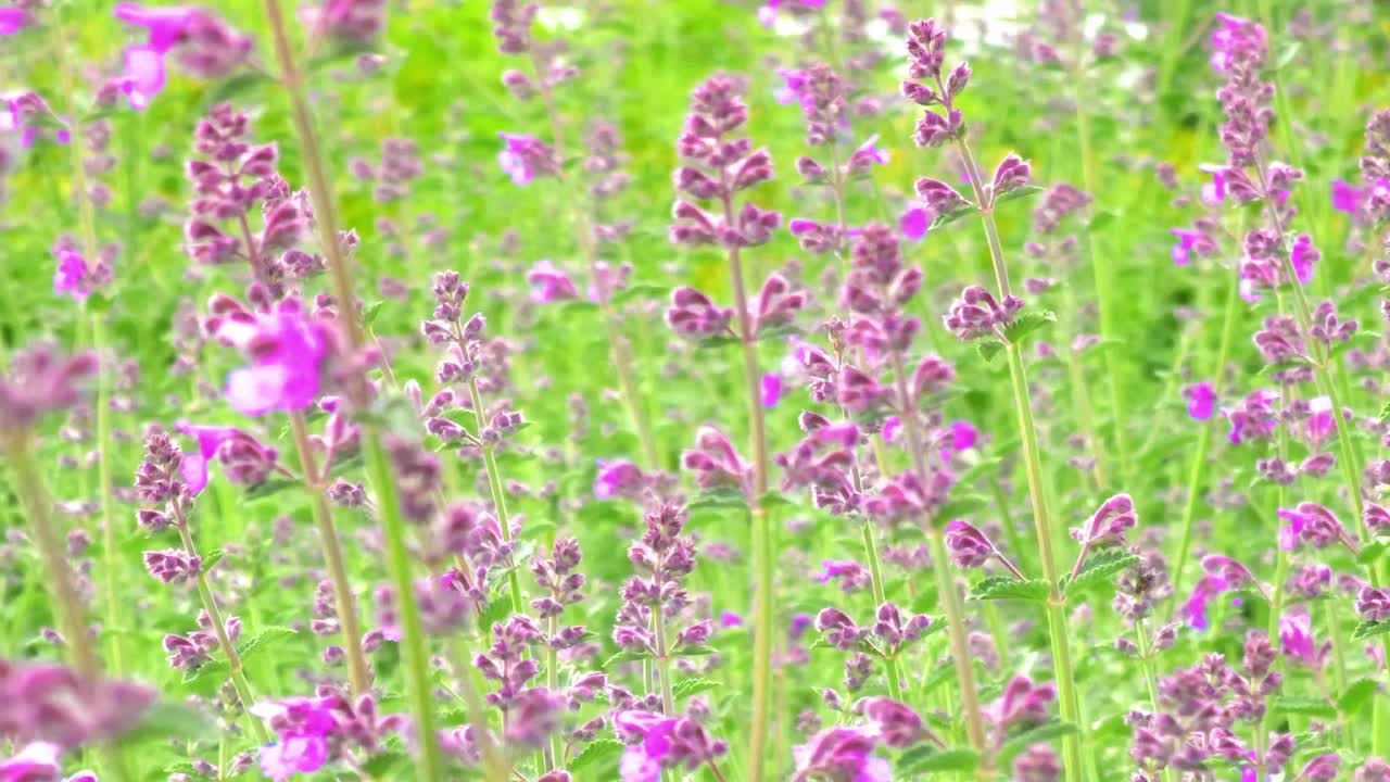 绿色背景上有粉红色花朵的田野。花卉自然背景。视频下载