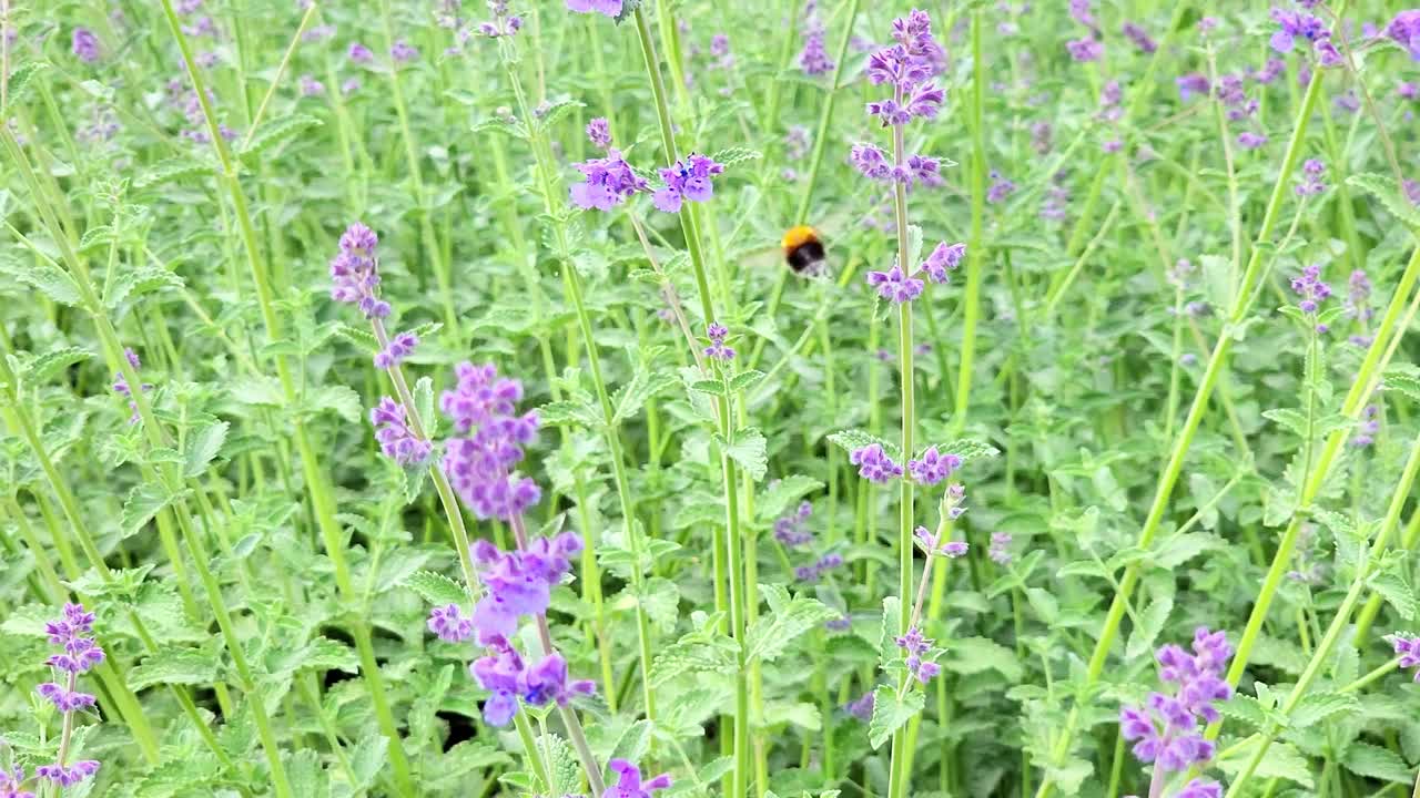 绿色背景上有粉红色花朵的田野。花卉自然背景。大黄蜂在给花授粉。视频下载