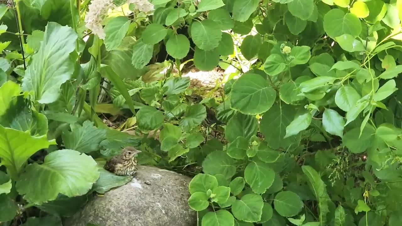 鸟妈妈在户外喂她可爱的饥饿的画眉小鸟。自然界中野生动物的概念。视频素材