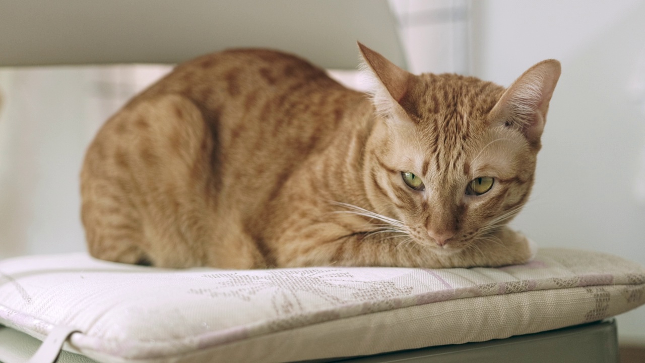 可爱的虎斑猫睡在快乐的猫主人的房子里。快乐宠物的概念。视频下载