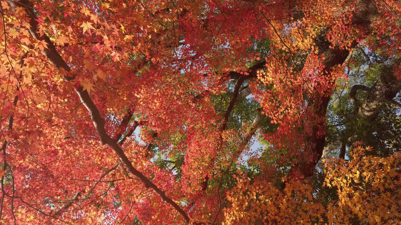 在日本阳光明媚的秋日，可以看到明亮的橘红色枫叶在蓝天的映衬下在树枝上微微移动。视频素材