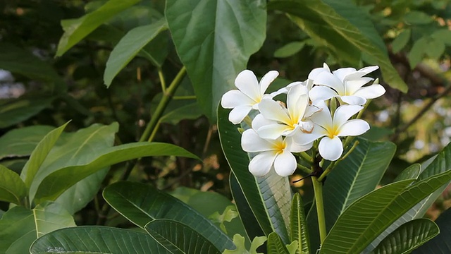 白色Plumeria。视频素材