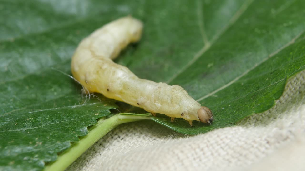 吃桑叶的蚕毛虫视频下载