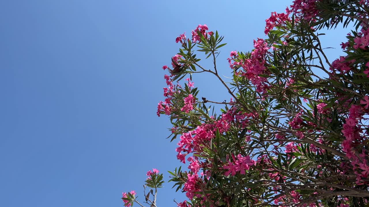 夹竹桃粉红色的花朵衬着蓝天。视频素材