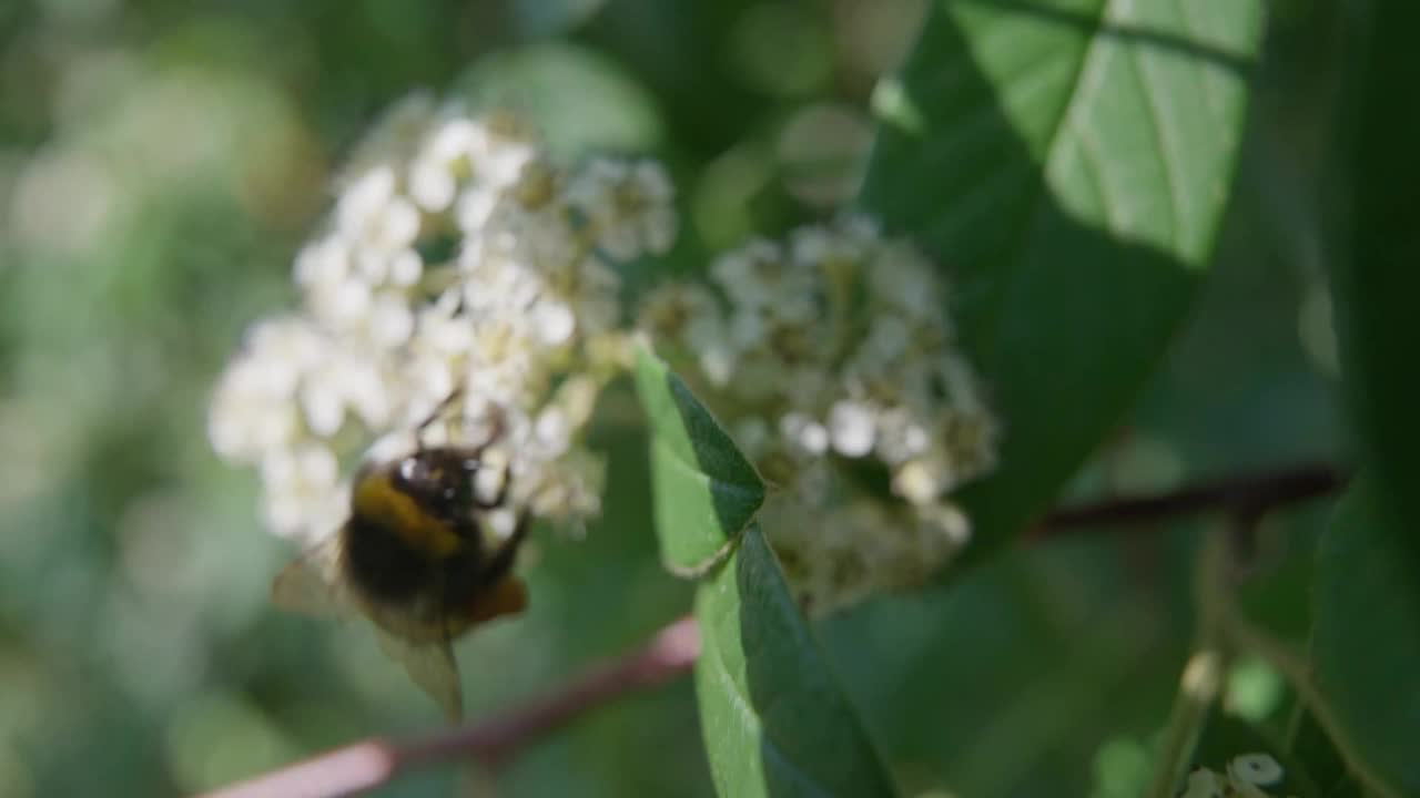 4k视频蜜蜂授粉花视频下载