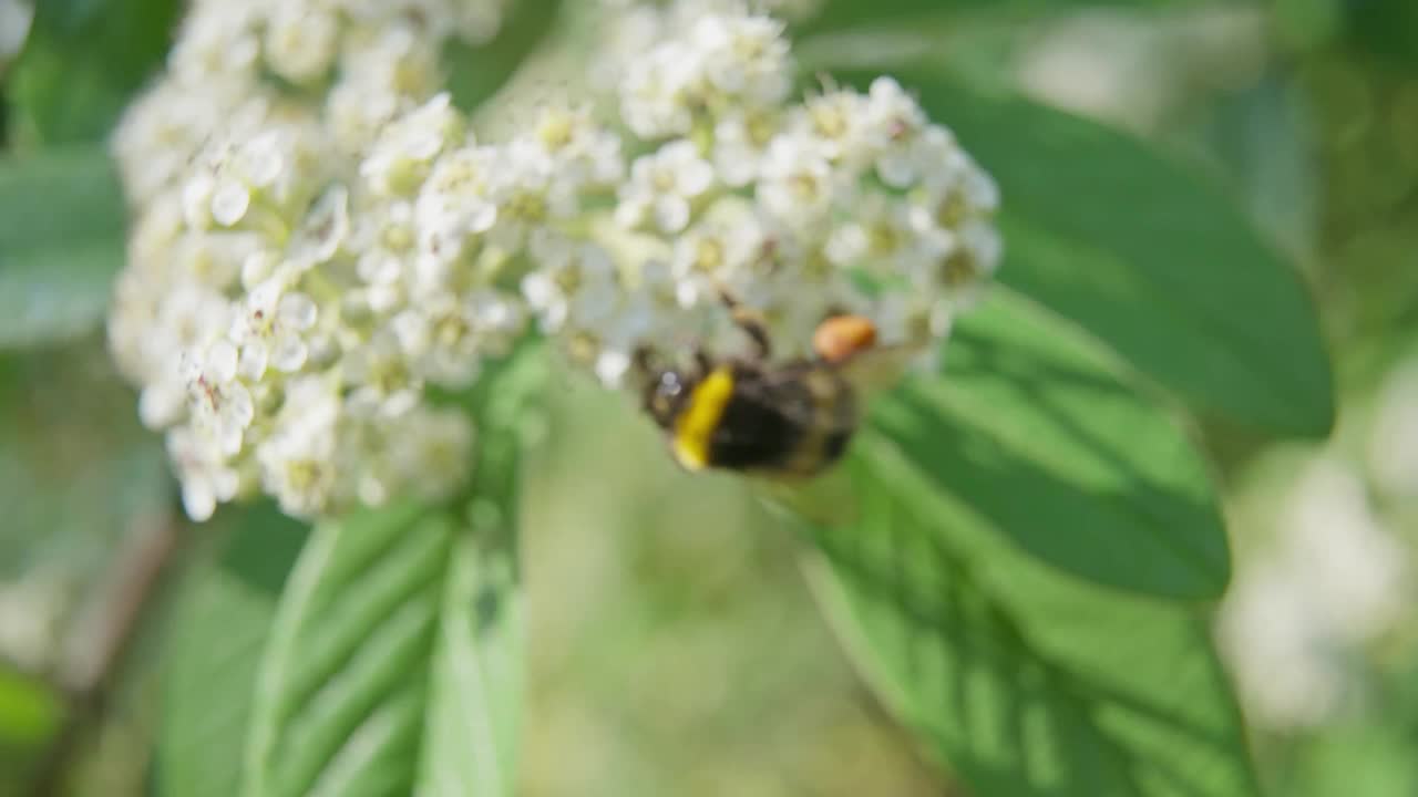 4k视频蜜蜂授粉花视频下载