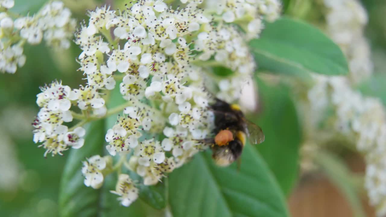 4k视频蜜蜂授粉花视频下载