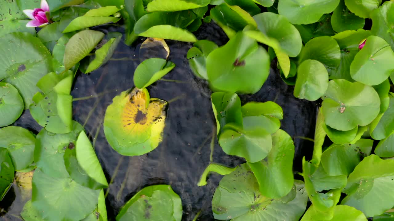 水上植物视频素材