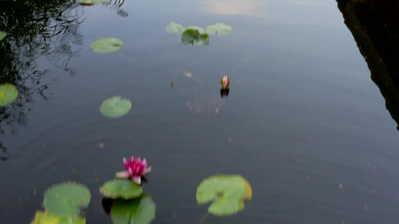 水上植物视频素材