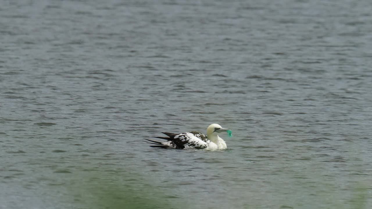 在英国兰开夏郡Silverdale附近的Leighton Moss RSPB保护区，一只北方塘鹅，Morus bassanus嘴里塞着塑料渔网。视频素材