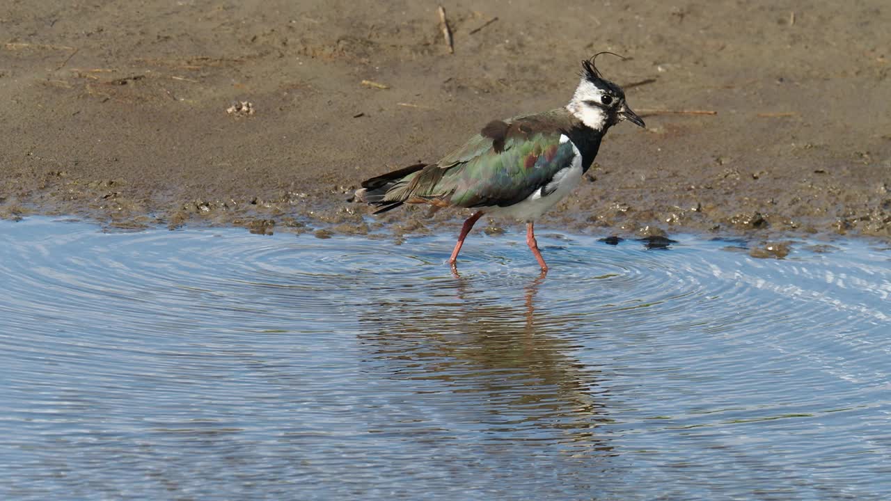 在英国兰开夏郡西尔弗代尔附近的雷顿莫斯RSPB保护区，一只北田凫正在进食。视频素材