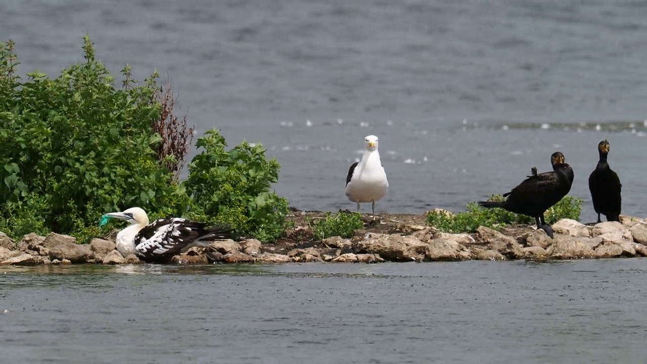 在英国兰开夏郡Silverdale附近的Leighton Moss RSPB保护区，一只北方塘鹅，Morus bassanus嘴里塞着塑料渔网。视频素材