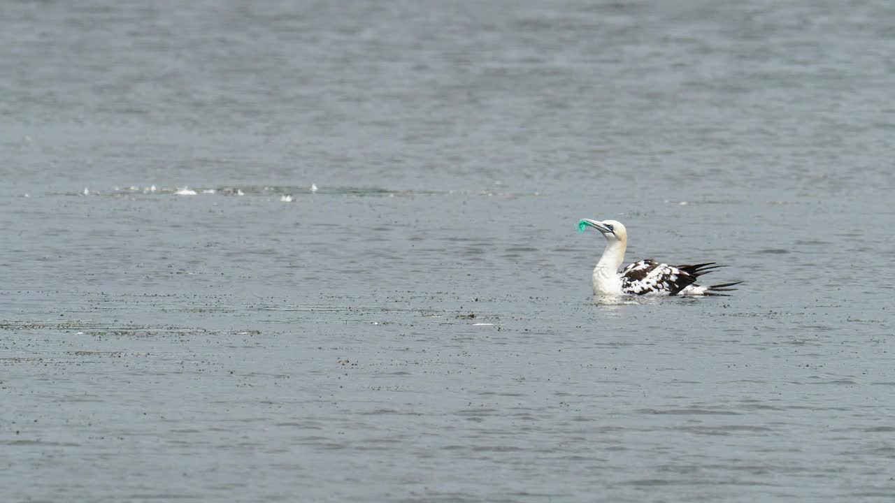 在英国兰开夏郡Silverdale附近的Leighton Moss RSPB保护区，一只北方塘鹅，Morus bassanus嘴里塞着塑料渔网。视频素材