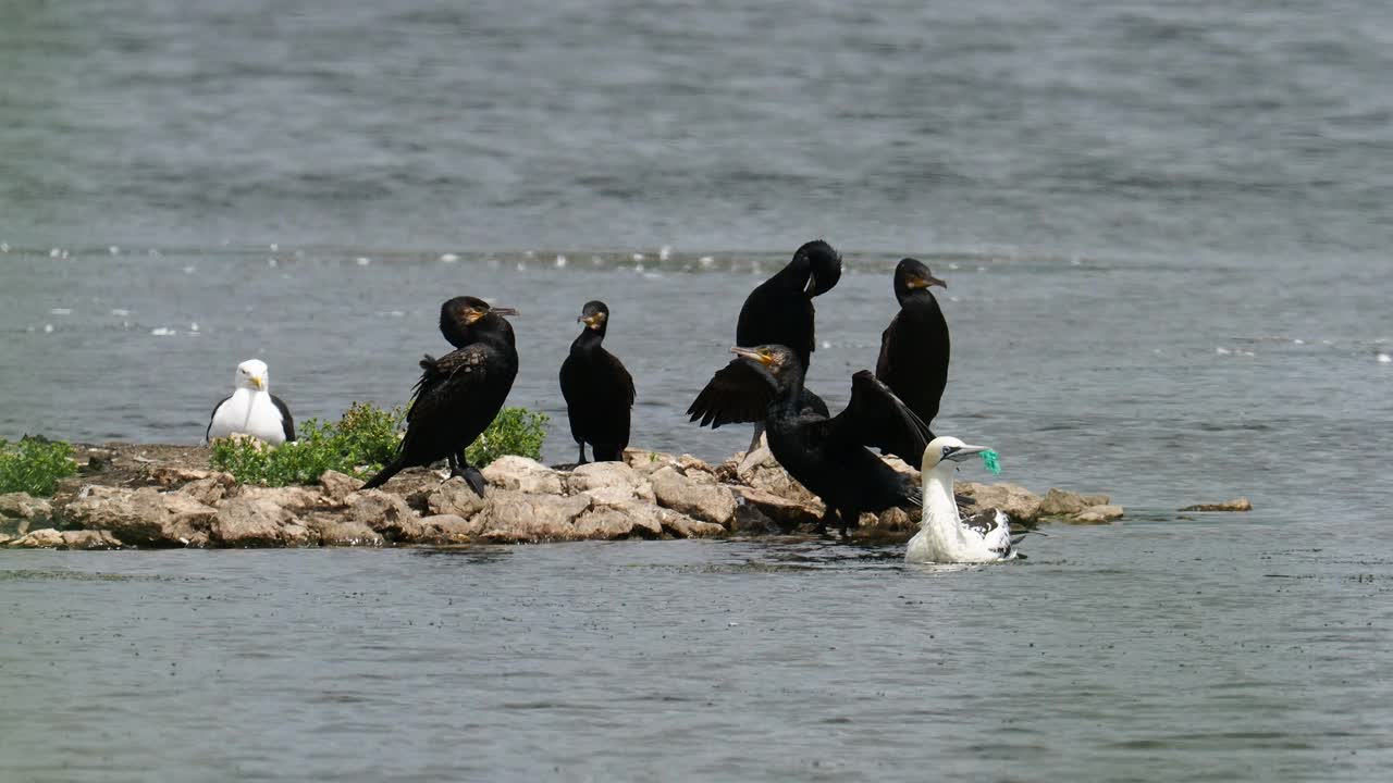 在英国兰开夏郡Silverdale附近的Leighton Moss RSPB保护区，一只北方塘鹅，Morus bassanus嘴里塞着塑料渔网。视频素材