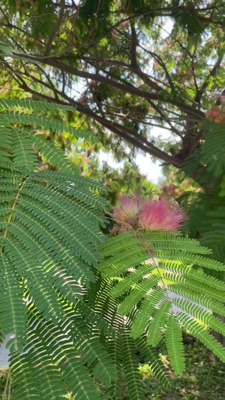 Albizia lenkoranensis视频素材