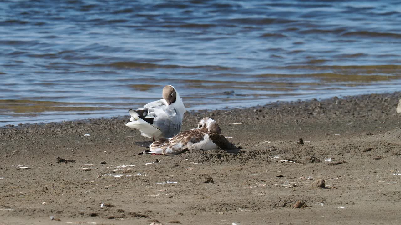 英国兰开夏郡西尔弗代尔附近雷顿莫斯RSPB保护区的黑头鸥和幼鸥。视频素材