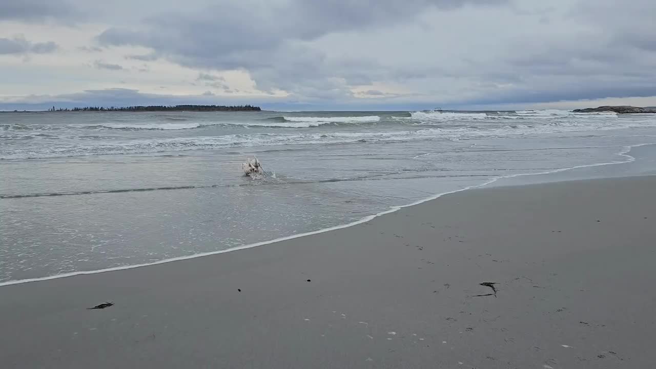 海浪中的西风视频素材