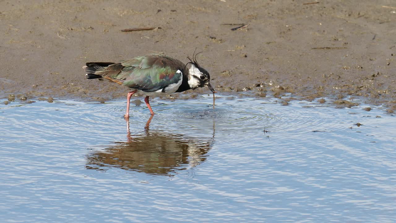 在英国兰开夏郡西尔弗代尔附近的雷顿莫斯RSPB保护区，一只北田凫正在进食。视频素材