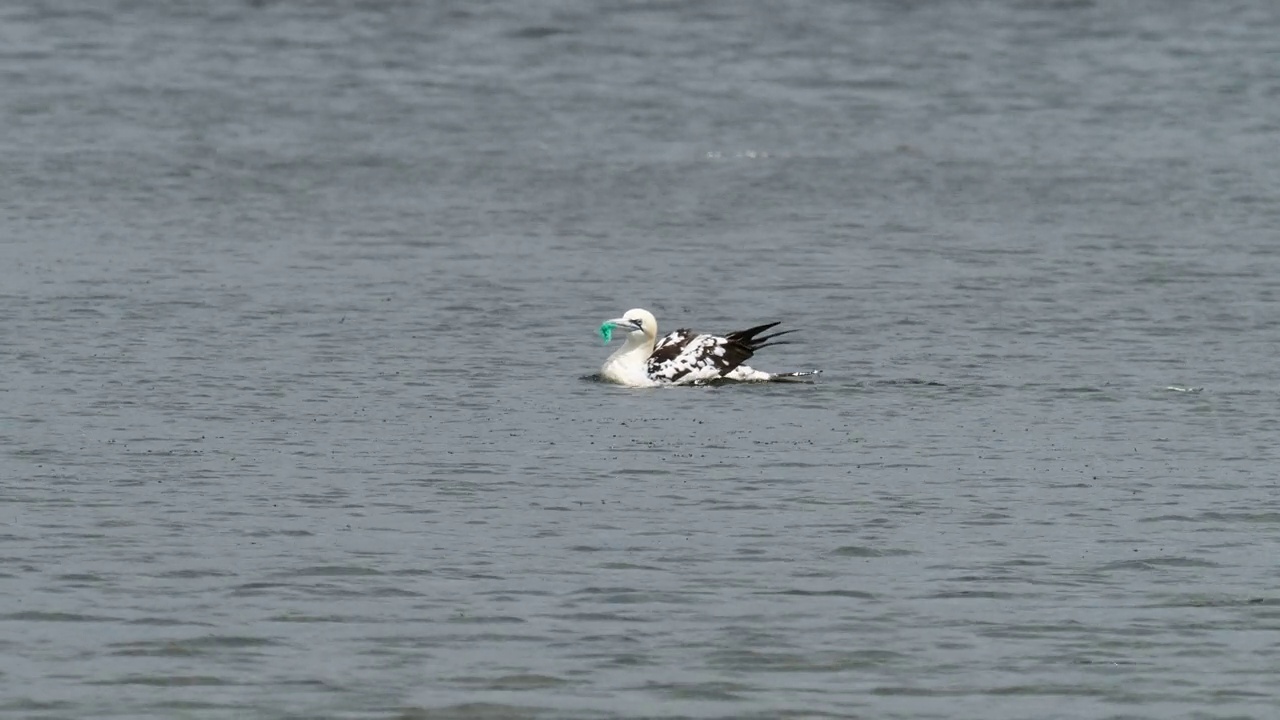 在英国兰开夏郡Silverdale附近的Leighton Moss RSPB保护区，一只北方塘鹅，Morus bassanus嘴里塞着塑料渔网。视频素材