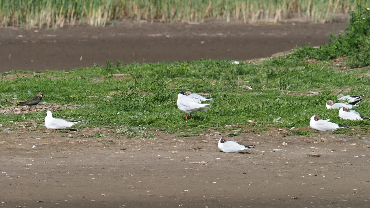 在英国兰开夏郡西尔弗代尔附近的雷顿莫斯RSPB保护区，一只地中海海鸥，黑头鱼和黑头鸥。视频素材